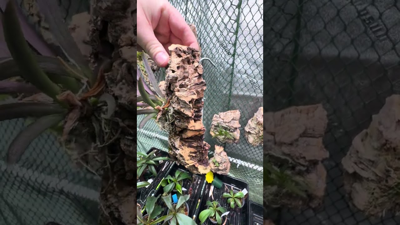 Orchid grow tent tour!  
