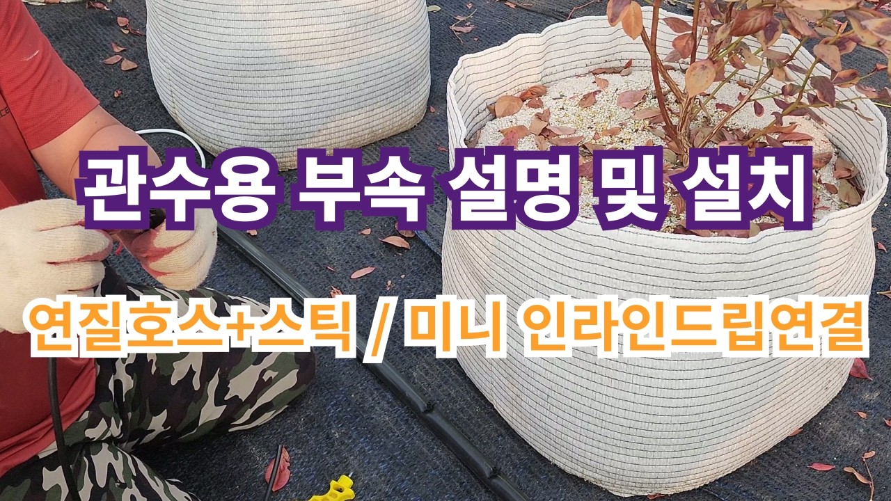블루베리화분 관수작업마무리 (미니인라인드립,관수스틱연결)