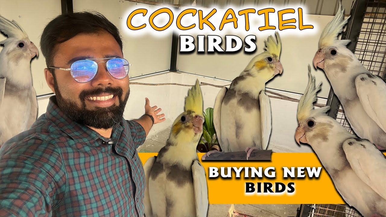 புதிய Cockatiel Birds வாங்கியாச்சு Open Aviary Update