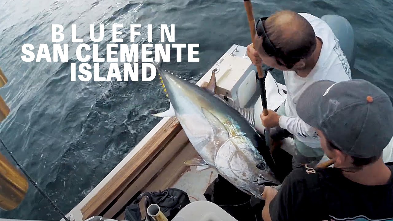 COW BLUEFIN TUNA - SAN DIEGO