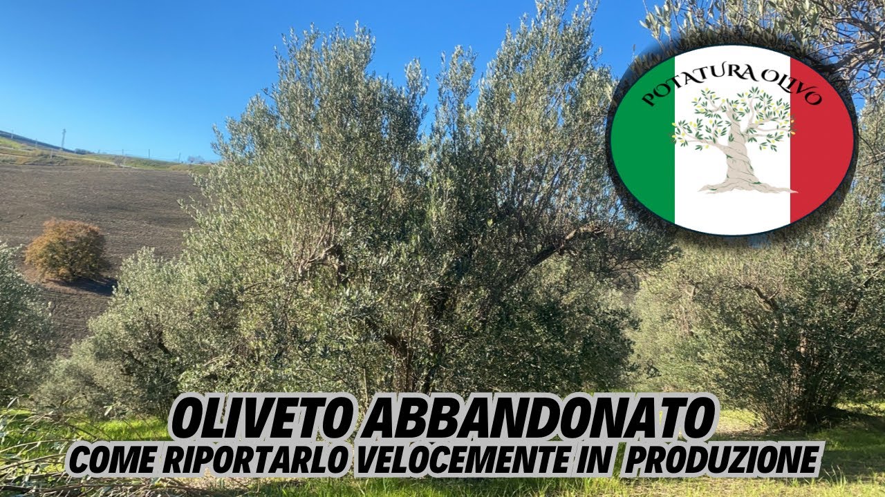 Come potare olivi che vengono da anni di abbandono