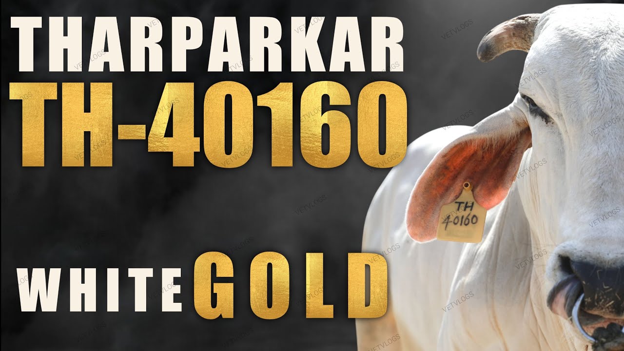 White Gold Tharparkar Bull || TH-40160  || थारपारकर नस्ल || VetVlogs