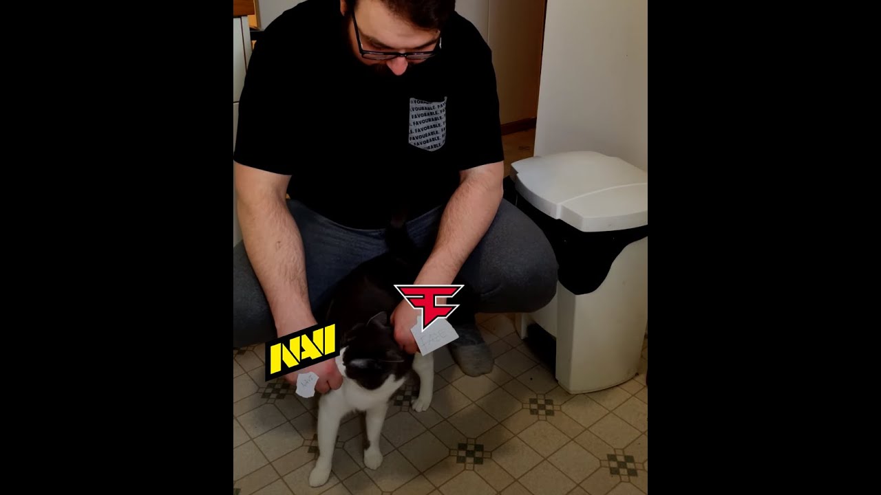 cat correctly predicts csgo major champion