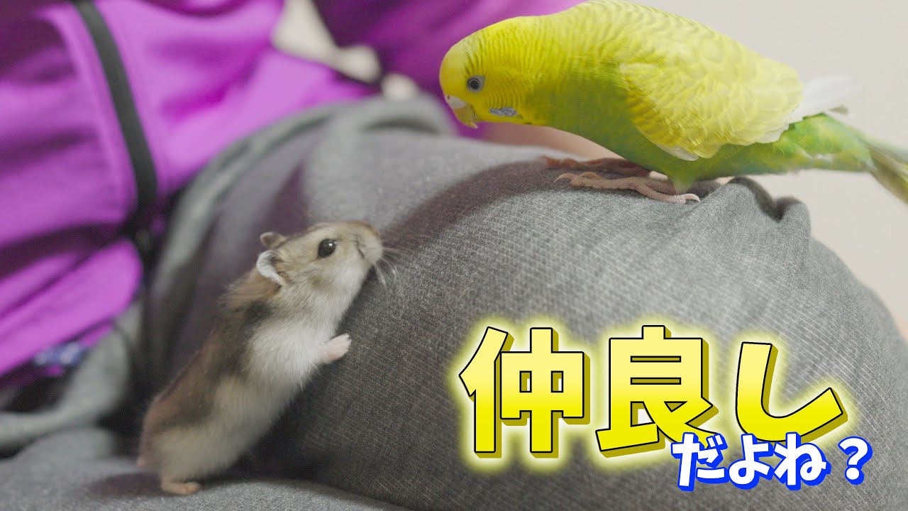 [第10話] ハムスター、初めての砂浴びとか他たくさん！ | Kuri the Hamster’s First Sand Bath & More!