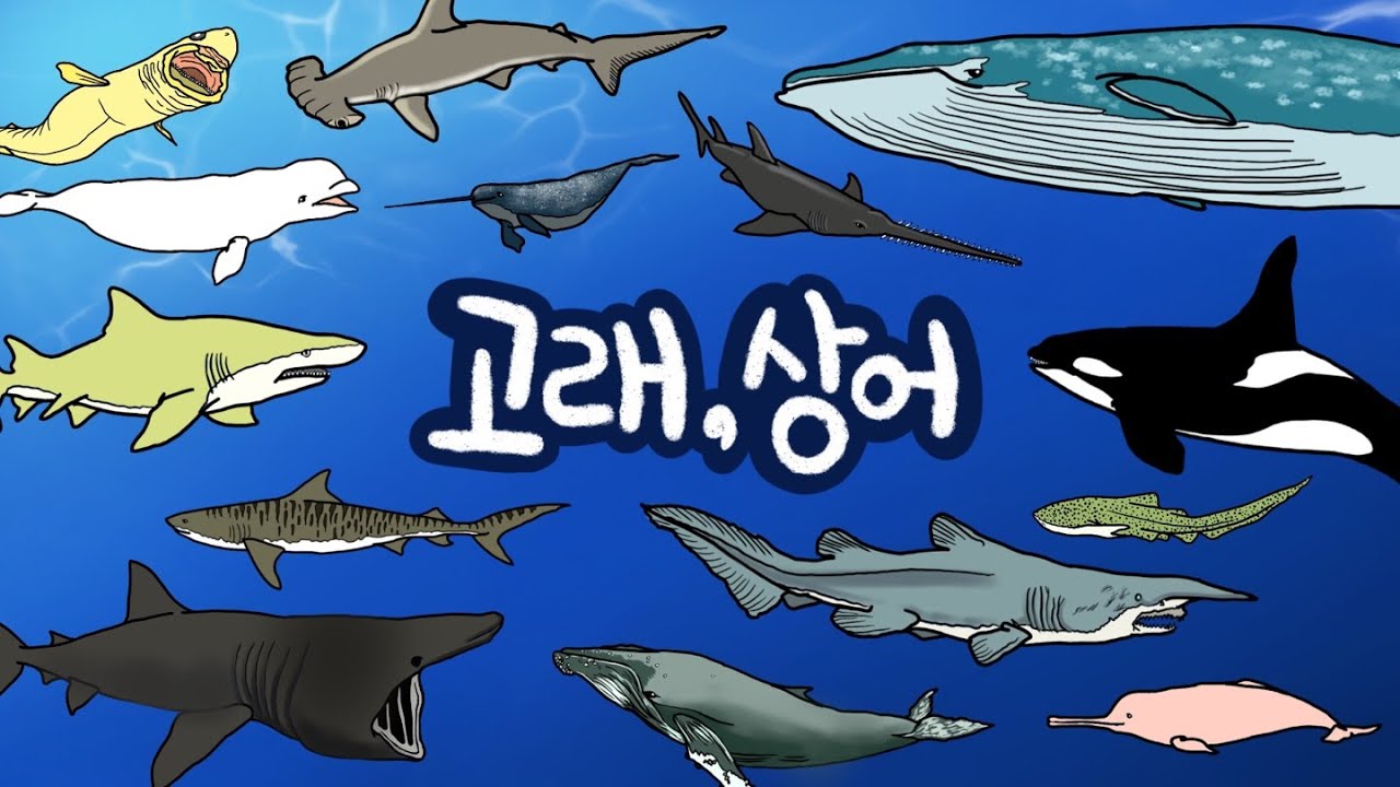 바닷속에는 어떤 고래, 상어가 살고 있을까? | 저자극 유아영상 | 다양한 고래와 상어 친구들을 만나보아요 | Learning  Korean & English Words