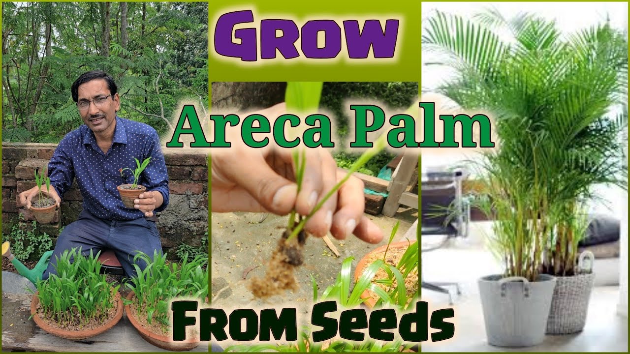 How to grow Areca Palm from Seeds, Areca Palm growing tips