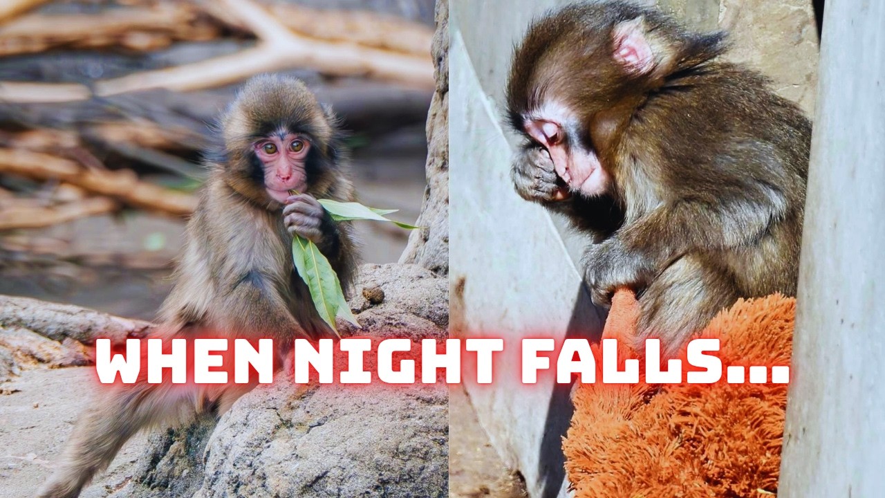 When Night Falls&hellip; Where Does Punch Go? 🐵💔
