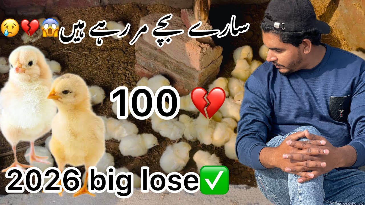 Daily Mini vloge✅ new birds coming in our mini zoo😱❤️#mini vloge #animles lovers