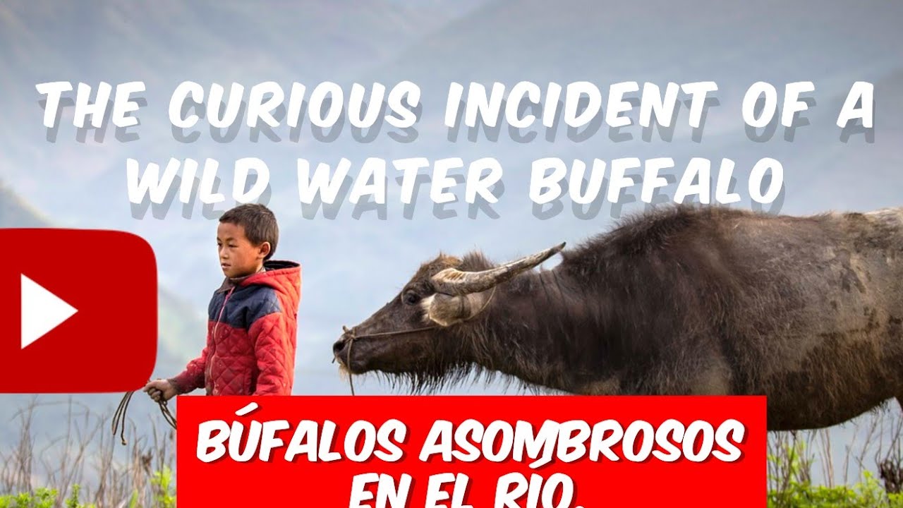 Discover the Mysterious World of Water Buffaloes