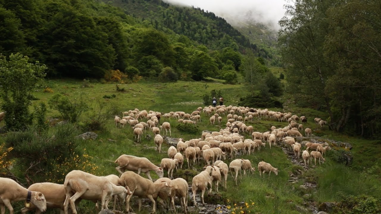 Devenez soci&eacute;taire - Laines Paysannes