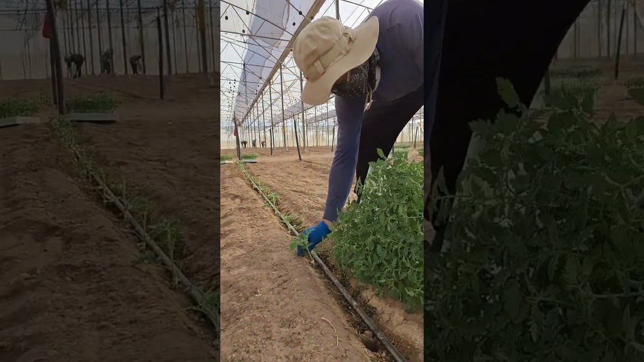 How to grow tomatoes #farming #farm #tomatogarden #tomato #greenhouse#garden #gardening