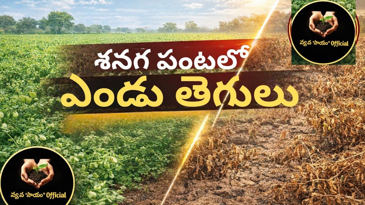 WILT IN BENGALGRAM () CHICKPEA ) CROP శనగ పంటలో ఎండు తెగులు  VYAVASYAM OFFICIAL CHANNEL