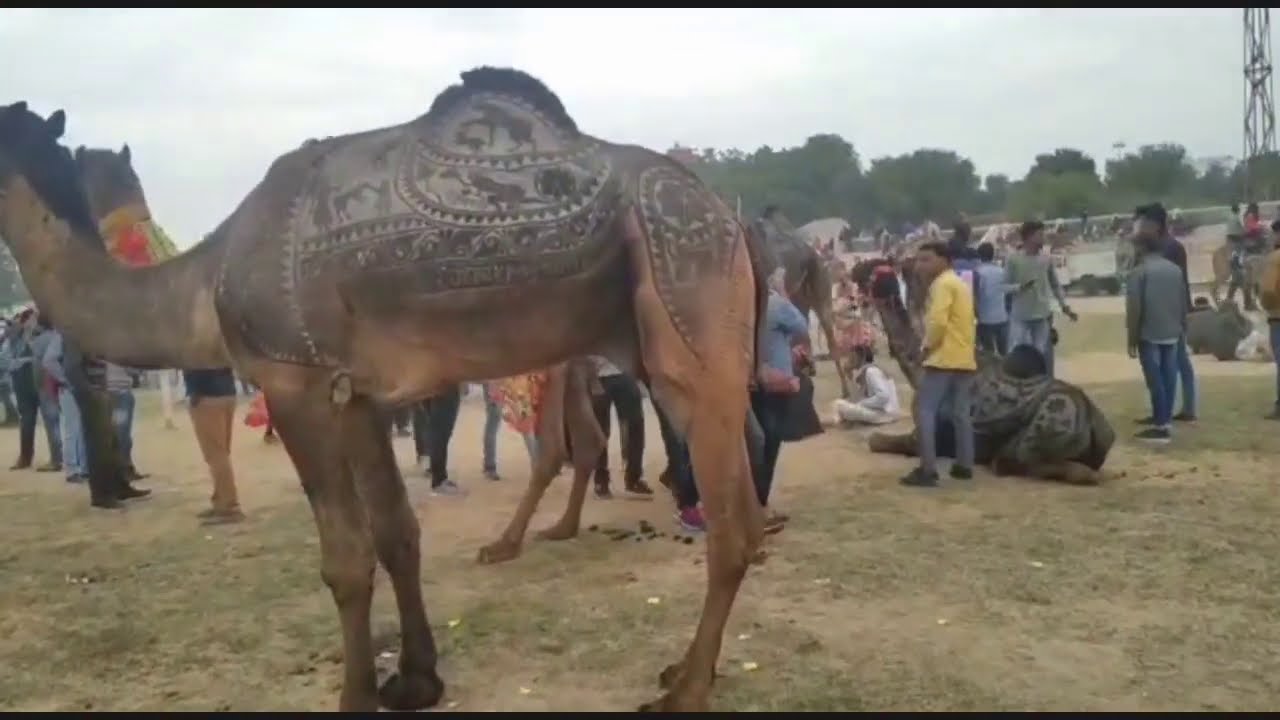 International Camel Festival 2020 Video on YouTube