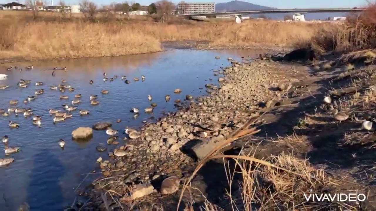 白鳥飛来地２０２５🦢