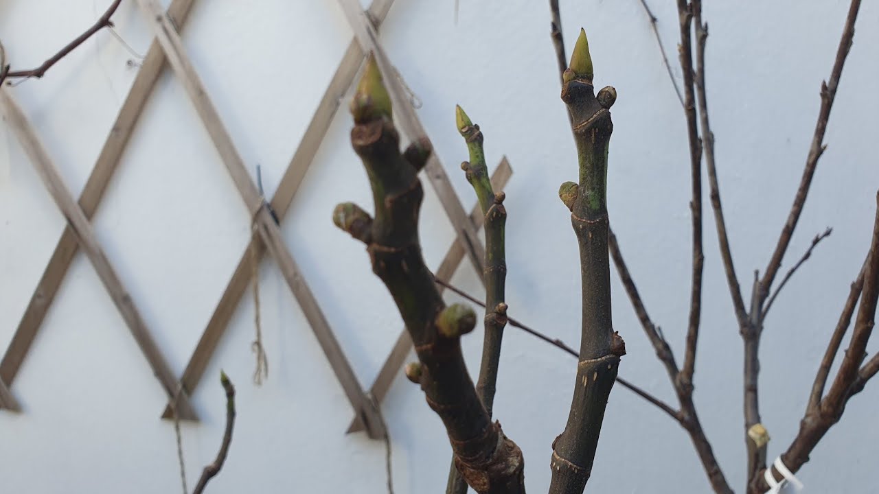 Lots of brebas on my little French Fig Tree