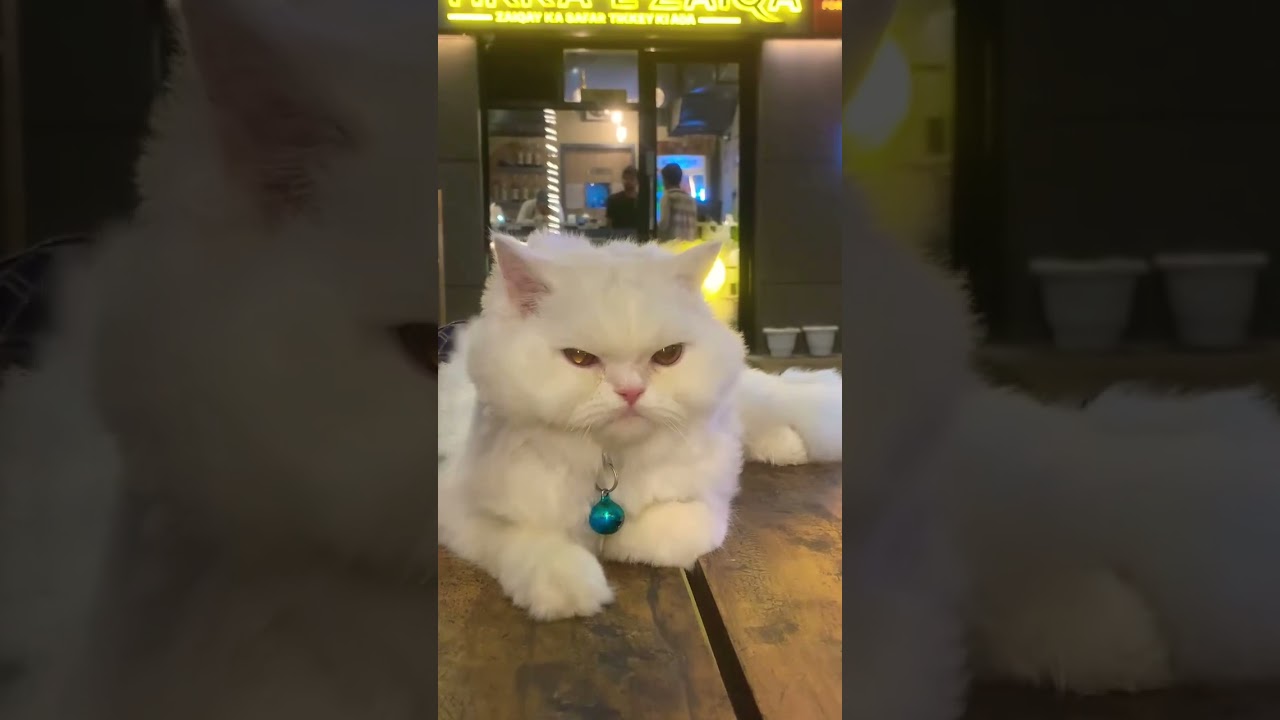 #snowbell