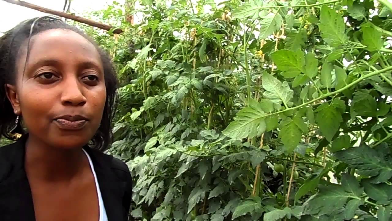 Mkulima Young Champion - Utilizing an "idle plot" in Nairobi for farming