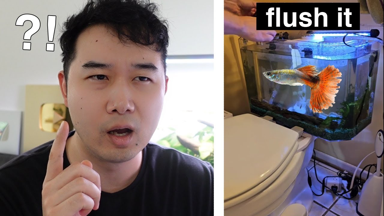 is this a good Fish Tank for GUPPIES? | Fish Tank Review 270