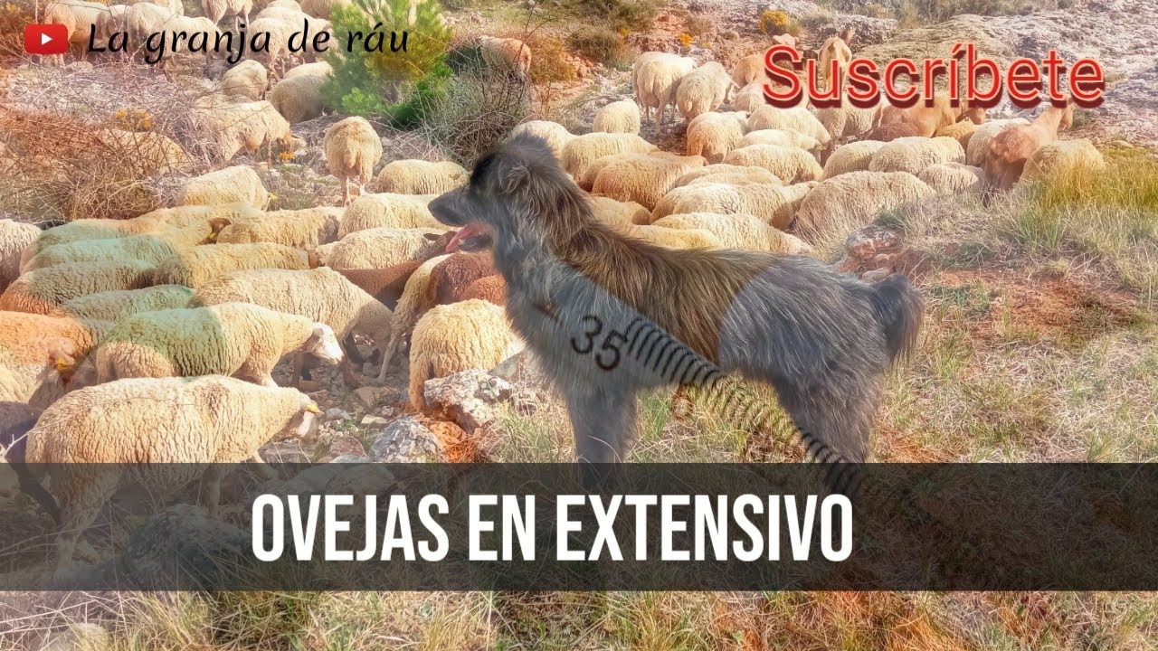 ovejas en extensivo🌄🐑🐑🐑(un oficio en peligro de extinci&oacute;n)