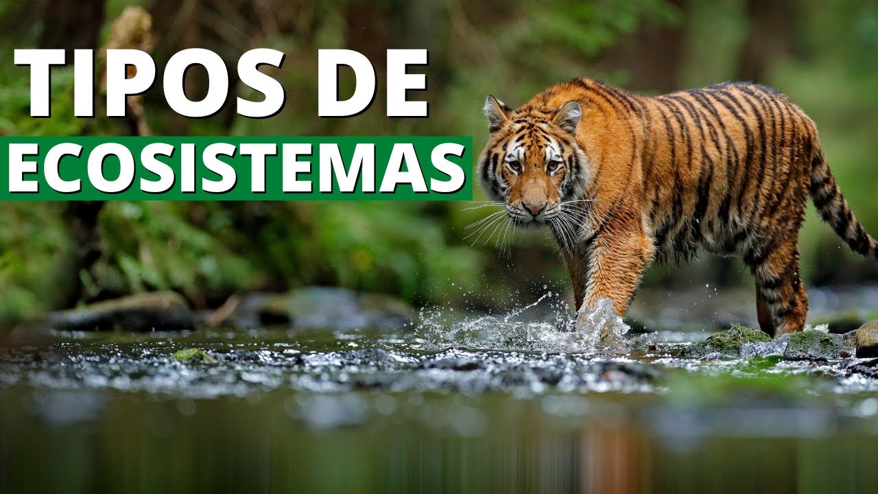 TIPOS DE ECOSISTEMAS: Terrestres, Marítimos y de Agua Dulce (EJEMPLOS)🏜️🌊🏞️