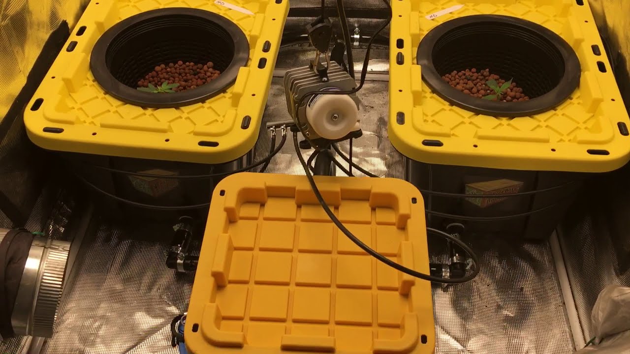 Root Box Hydroponics..... Let try a new medium?????