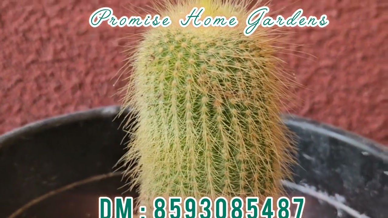 Indoor and Table Top Plants now available 