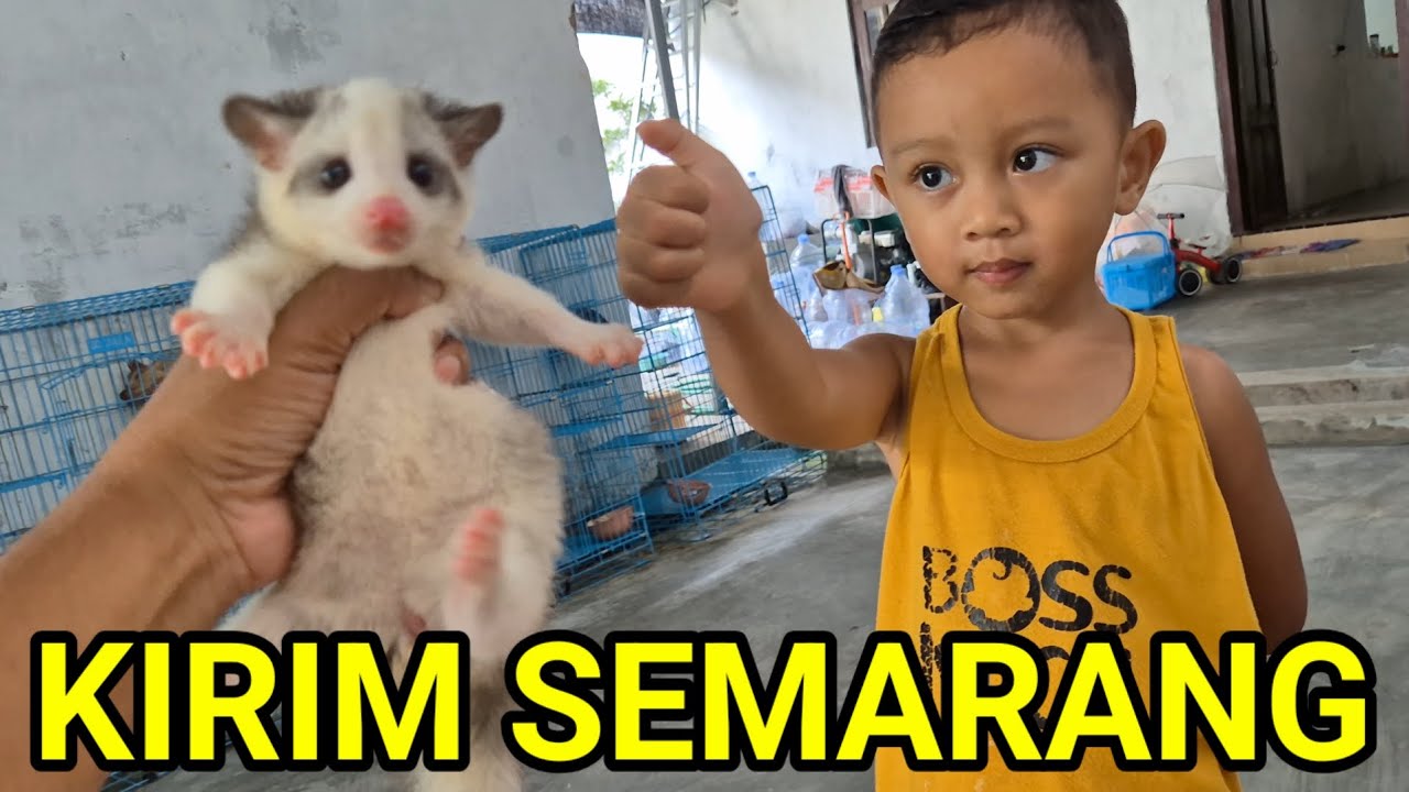Hiro Review Musang Mozaik Sebelum Dikirim...