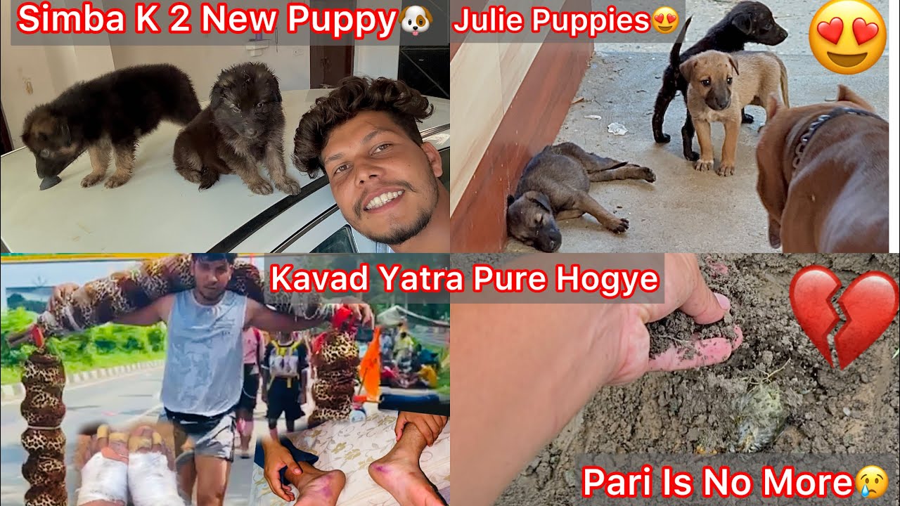 Finally Julie K Puppies Mil Gye😍Ghar Le Aaye🐶 Kavad Yatra Pure Hogye🔥Simba Blood line Puppy Aaye 2🐶