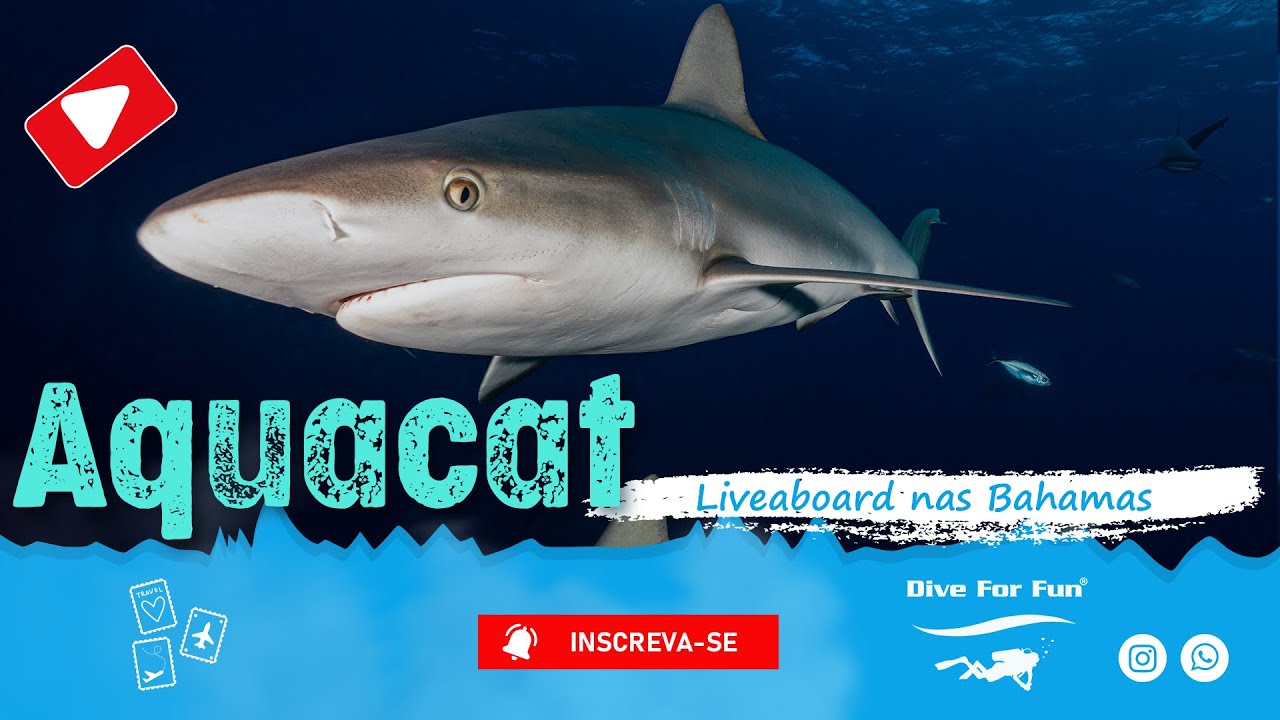 Aquacat mergulho nas Bahamas 