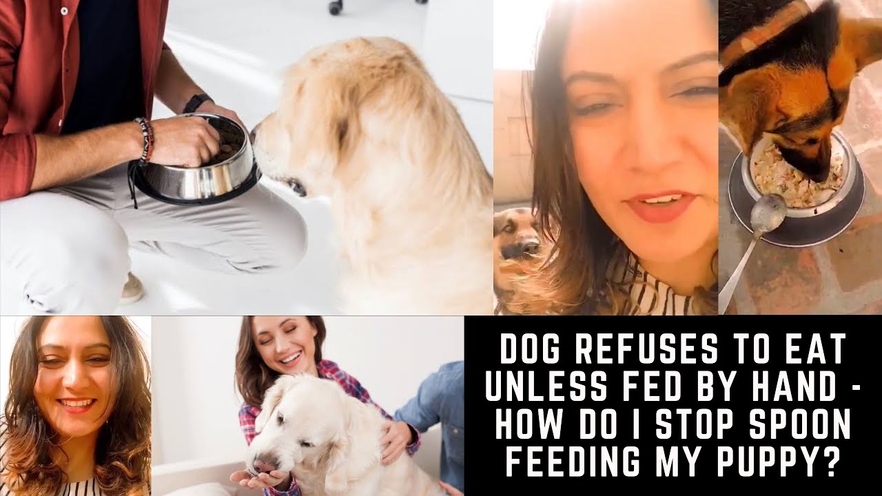 Pet Care - Dog Refuses to Eat Unless Fed by Hand - How do I stop Spoon Feeding my Puppy? BholaShola