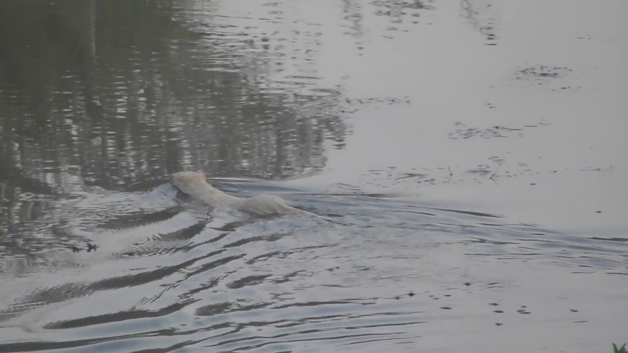 Vroege Vogels - Zwemmende wit zoogdier