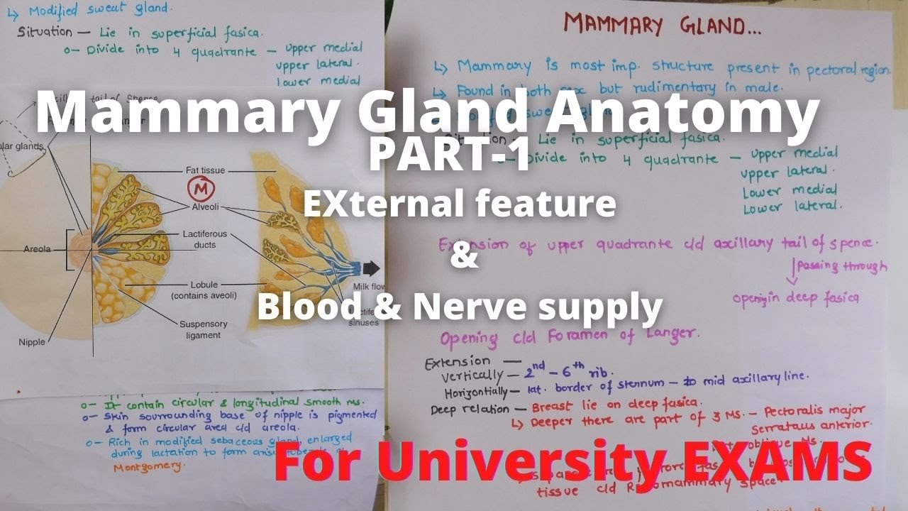 Mammary gland anatomy external feature | Breast anatomy external feature | Mammary gland 3d anatomy