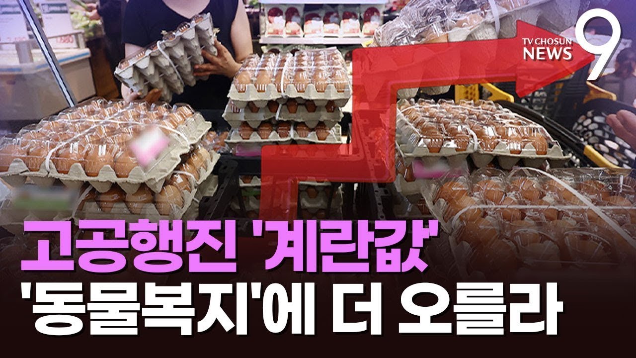 폭염에 동물복지 규제까지&hellip;8천원 육박한 계란값, 더 오르나 [뉴스9]