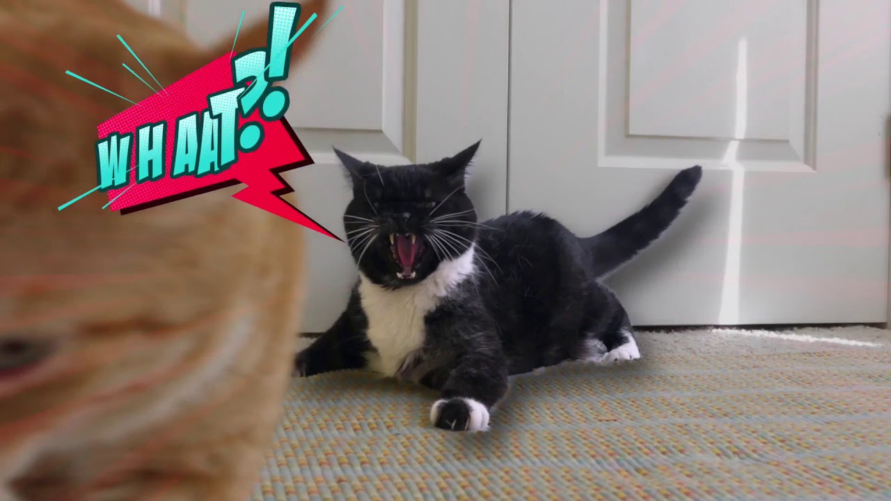 Rita Reimers, Cat Behavior Expert - HELP, My Cats are Fighting!