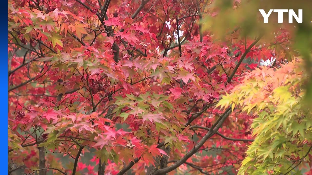 울긋불긋 단풍과 예술의 향연...'소요 단풍 문화제' / YTN