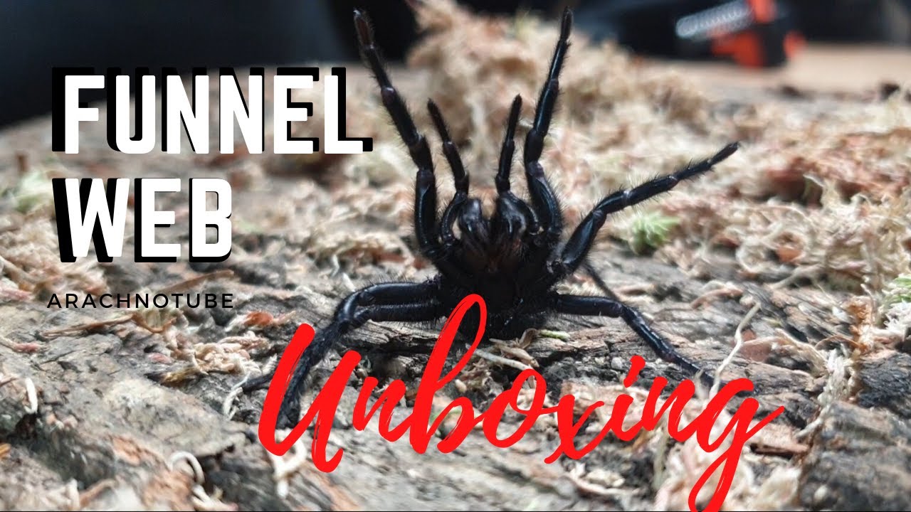 Unpacking A FUNNEL WEB SPIDER