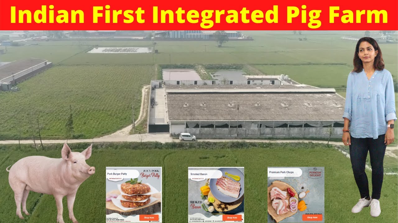 Indian First Integrated Pig Farm @@@IFT
