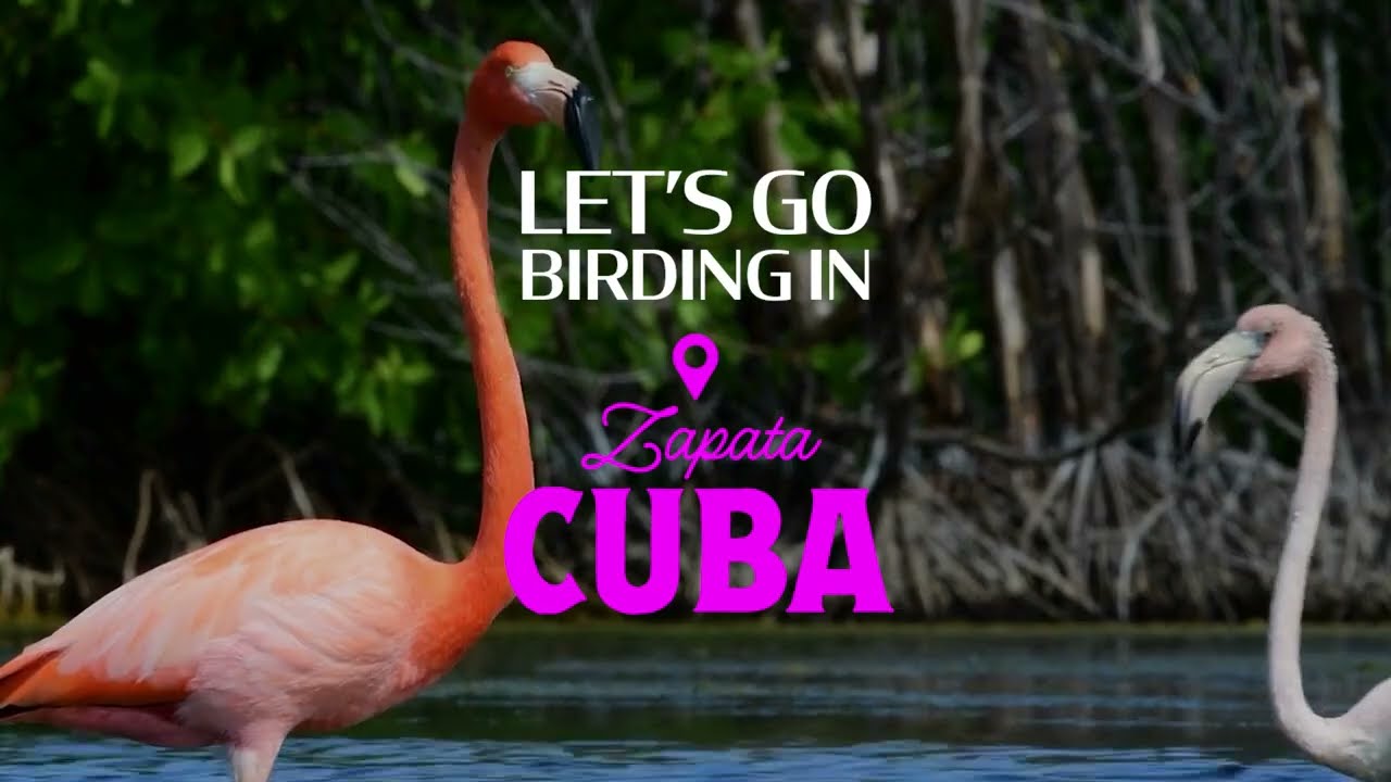 Cuba Birding Tours 2024!  🦉💙🦜❤️🦩🤍🇨🇺