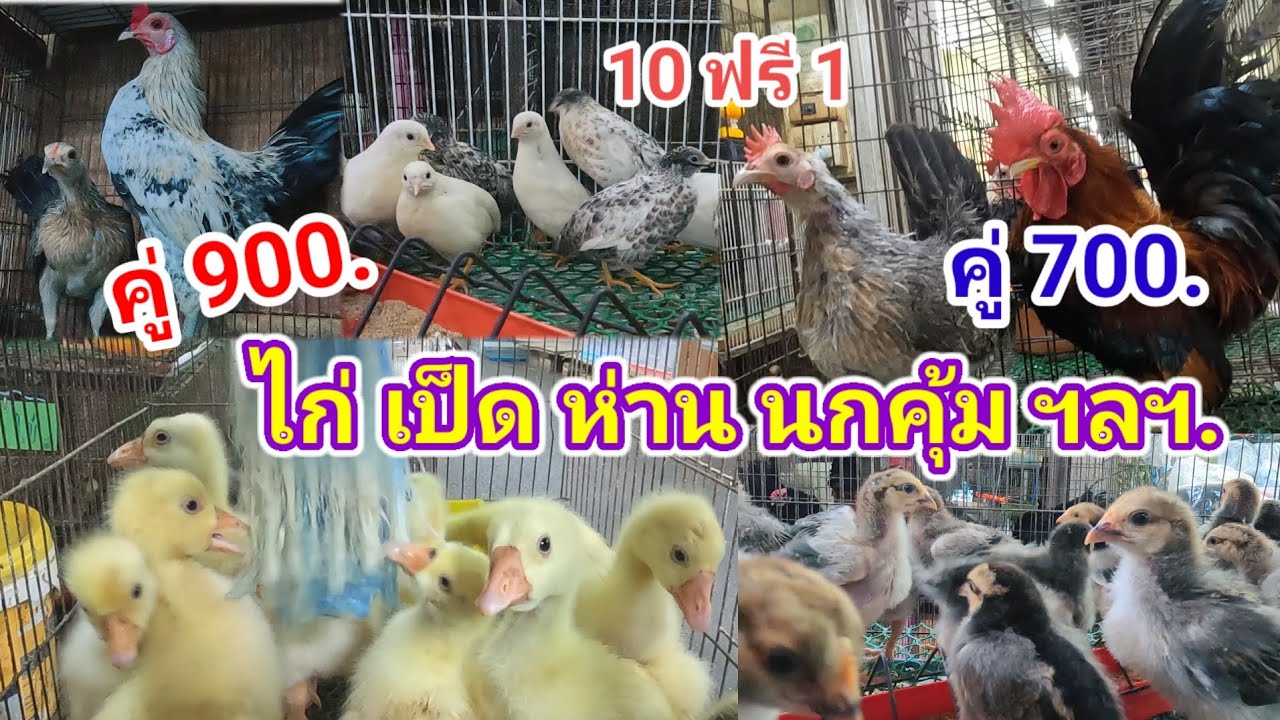 อัปเดตราคาไก่ เป็ด ห่าน นกคุ้ม ฯลฯ. สนามหลวง2 ร้านป้านัน