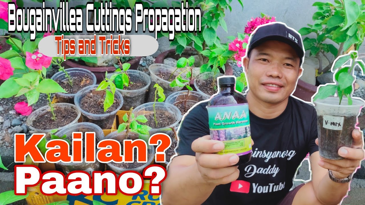 Bougainvillea Cuttings Propagation Step by step | Kailan at Paano?