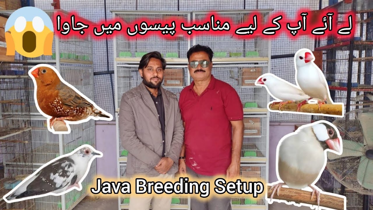 100 pair java colony breeding setup | Fawn Java , White java | جاوا لگاؤ لاکھوں کماؤ |  Silver Java