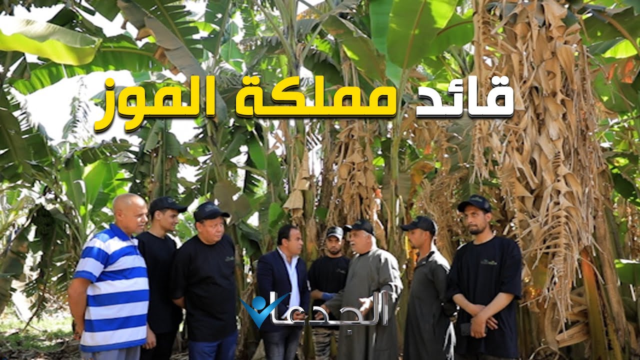 مملكة الموز.. بيصنعوا ألياف بـ ٣٠٠ ألف جنيه للطن.. والبديل حرق ١٠٠ مليون شجرة سنويًا