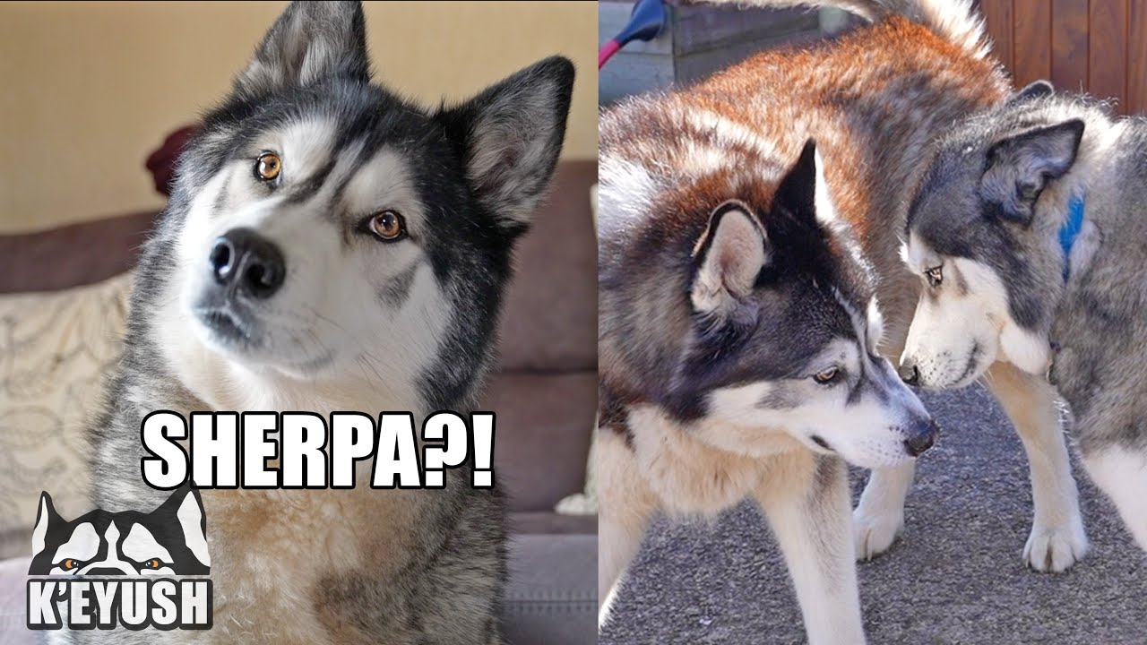 Husky Shocked to see Best Friend After 3 Months Apart!