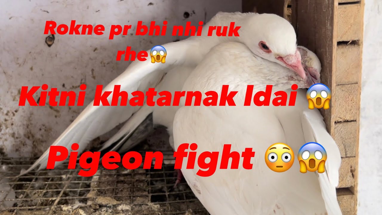 Pigeon fight 😱|| Kabutar ldai 😳