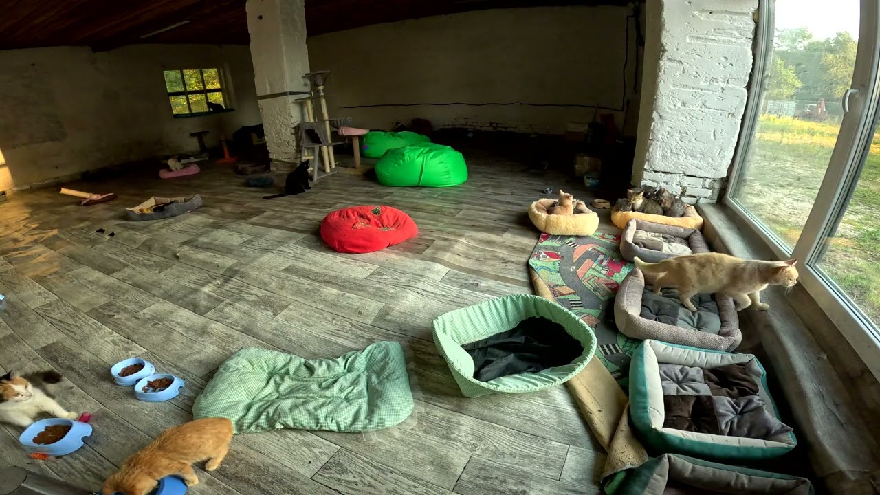 Secret Cat Cam: Feline Shenanigans