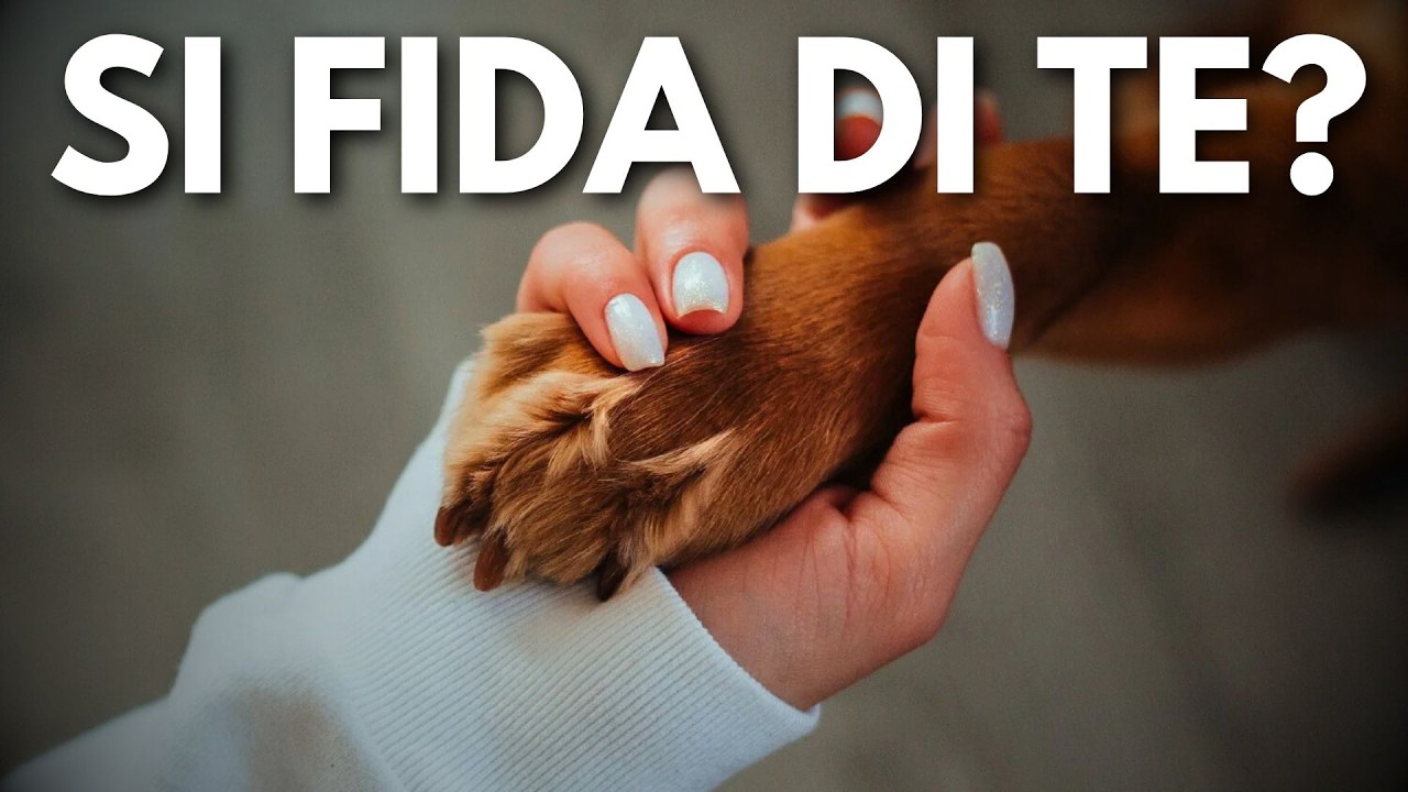 3 segnali che il tuo cane si fida di te