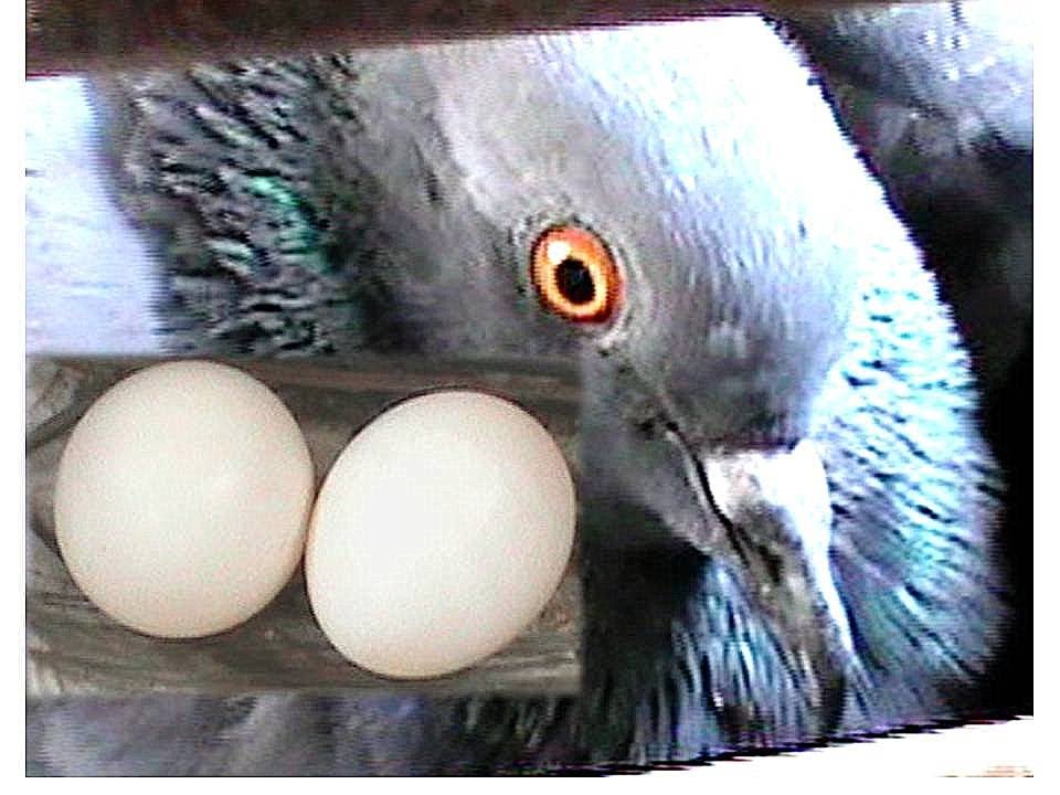 pigeon growing video !