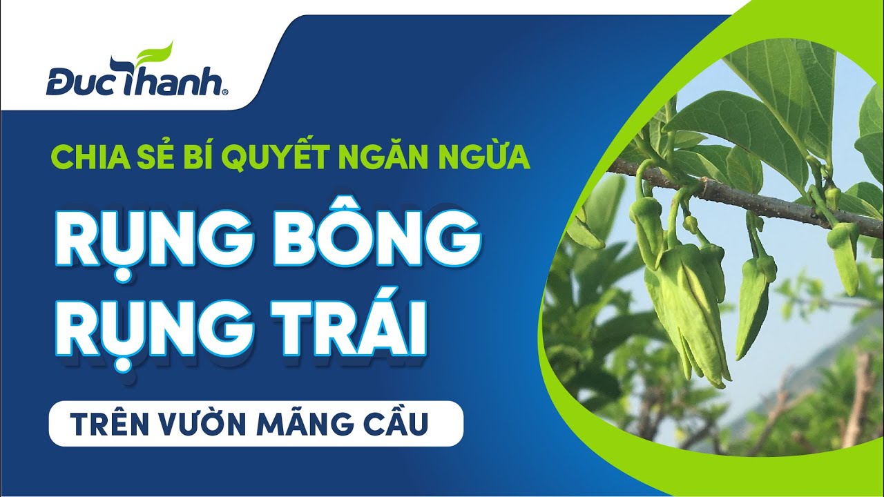 Vì sao mãng cầu rụng bông, rụng trái non? Đâu là giải pháp ngăn ngừa hiệu quả tình trạng này?
