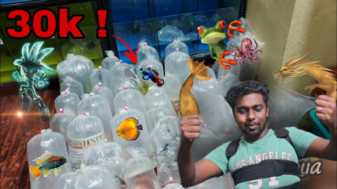 MASS PACKING 😍 Exotic 😉 FISHS #aquariumfish #discusfishtank #monster etc @SNKHomeBreedPets 