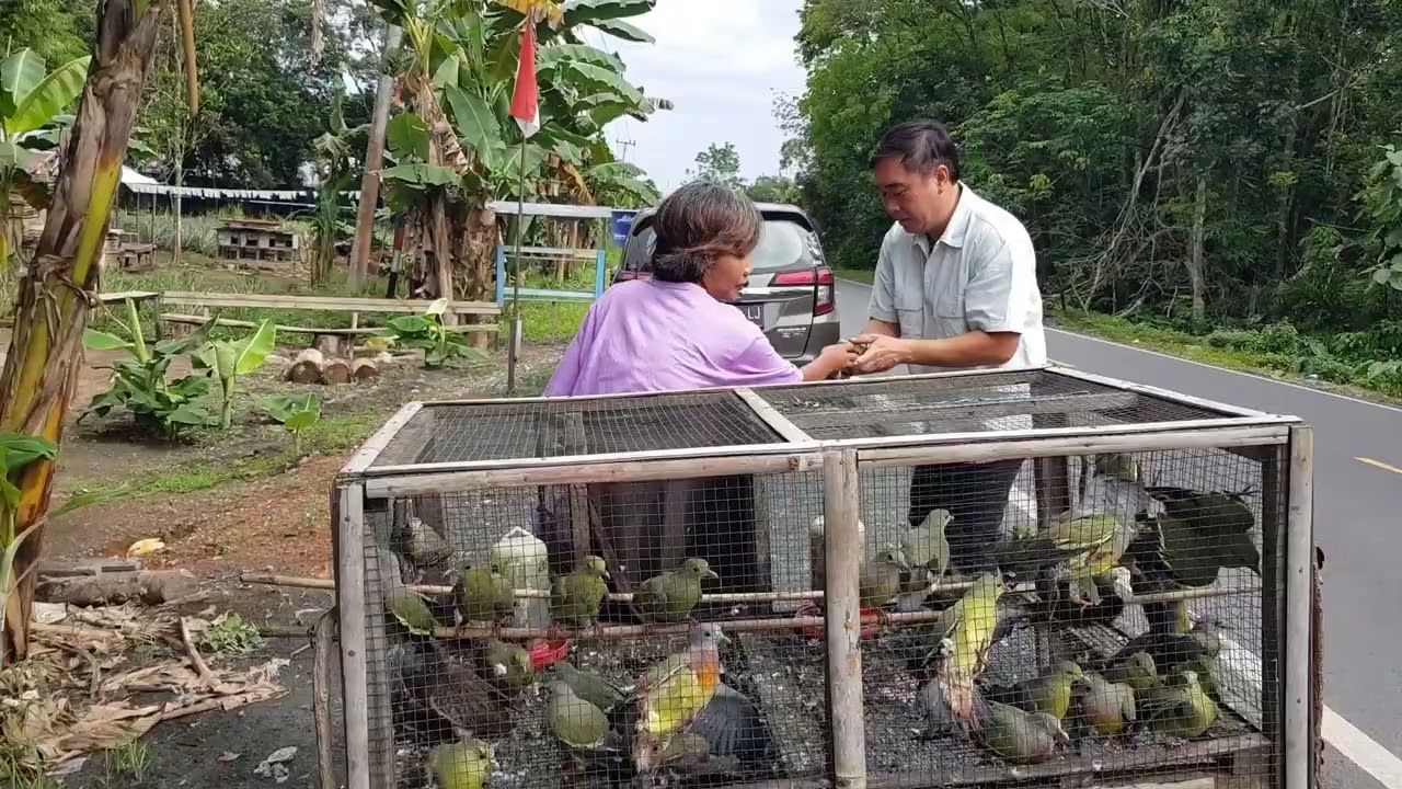 29082024 Bahagia Berbuat Bajik Dengan Melepas Burung Punai